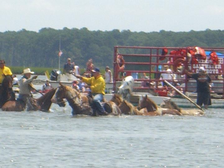 Chincoteague Pony Swim July 2007 045.JPG